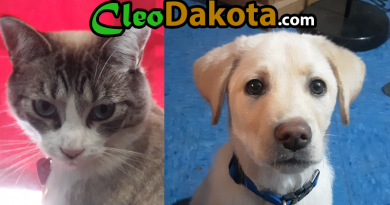 Welcome to CleoDakota.com