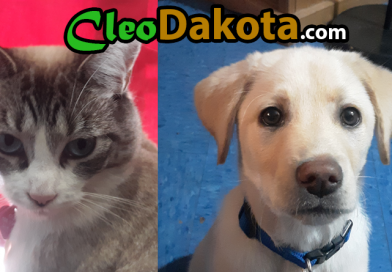 Welcome to CleoDakota.com