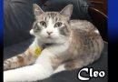 Cleo the Cat